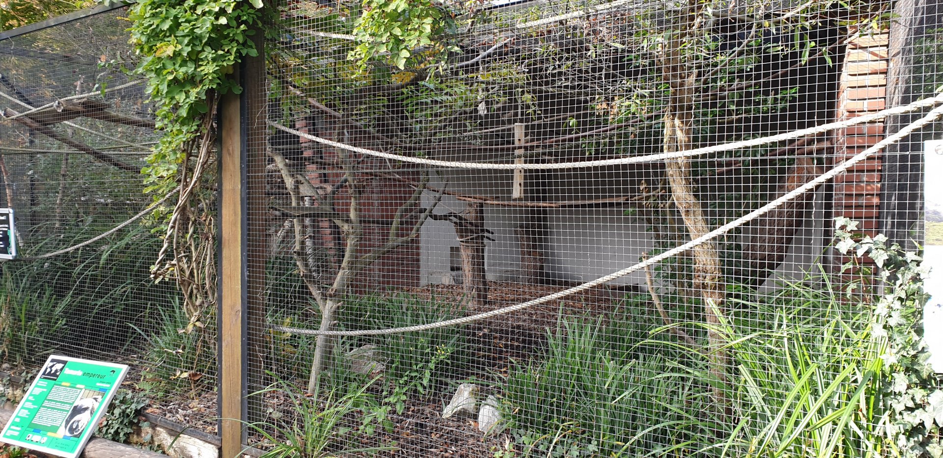 Emperor tamarin enclosure