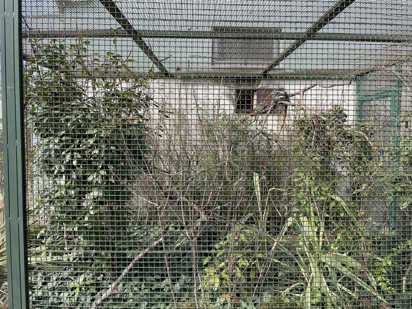 Emperor tamarin enclosure