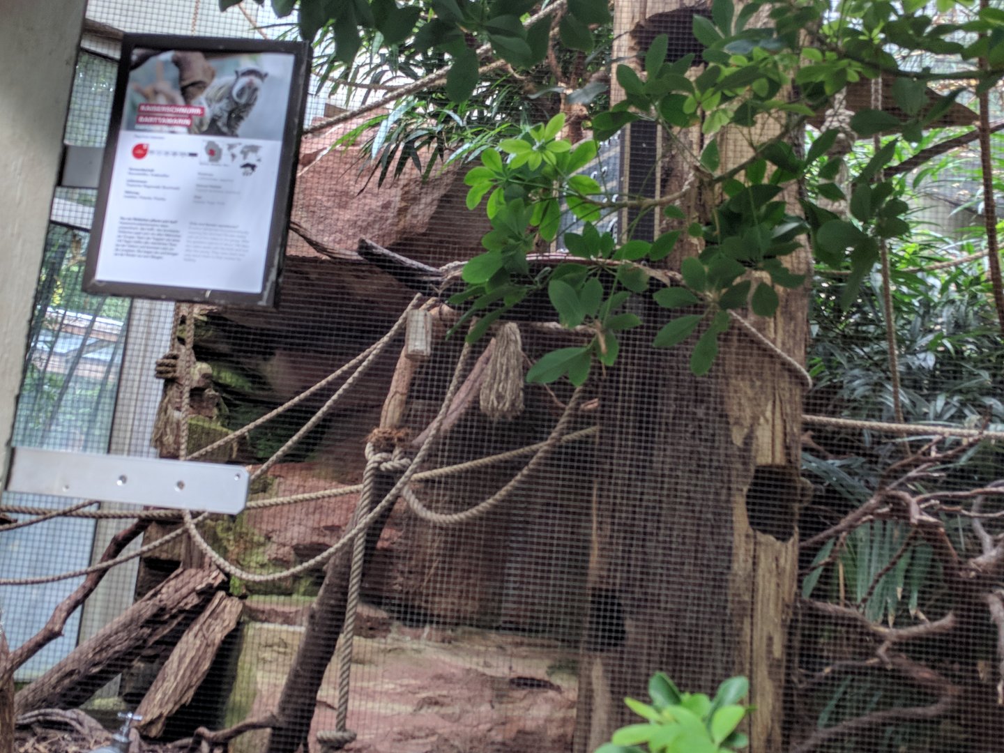 Emperor Tamarin Enclosure