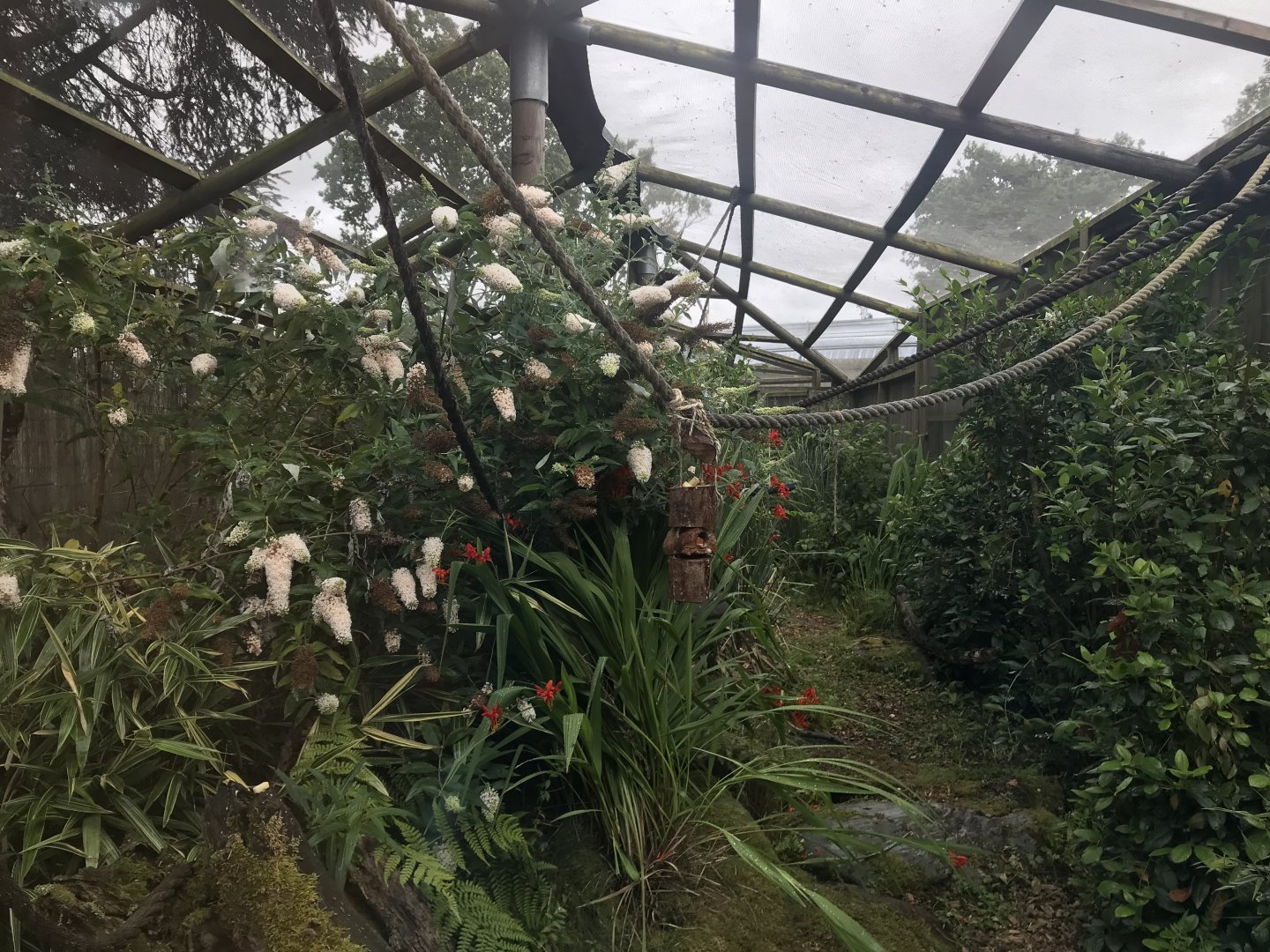 Emperor tamarin enclosure