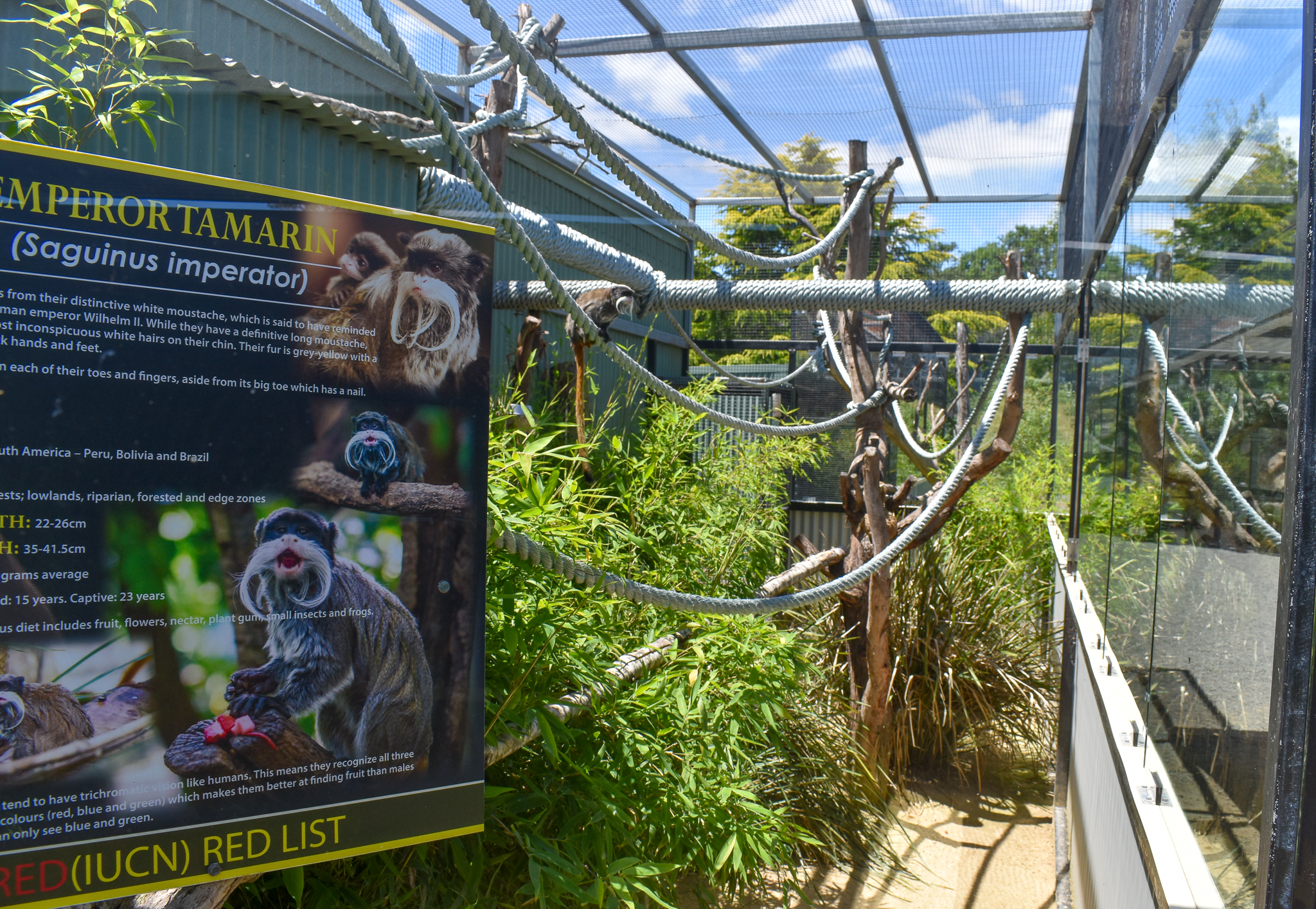 Emperor Tamarin enclosure