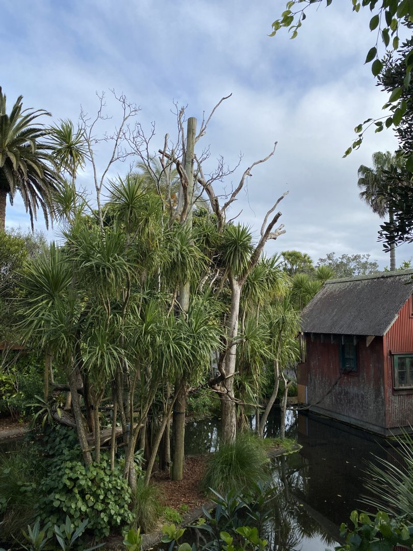 Emperor Tamarin enclosure