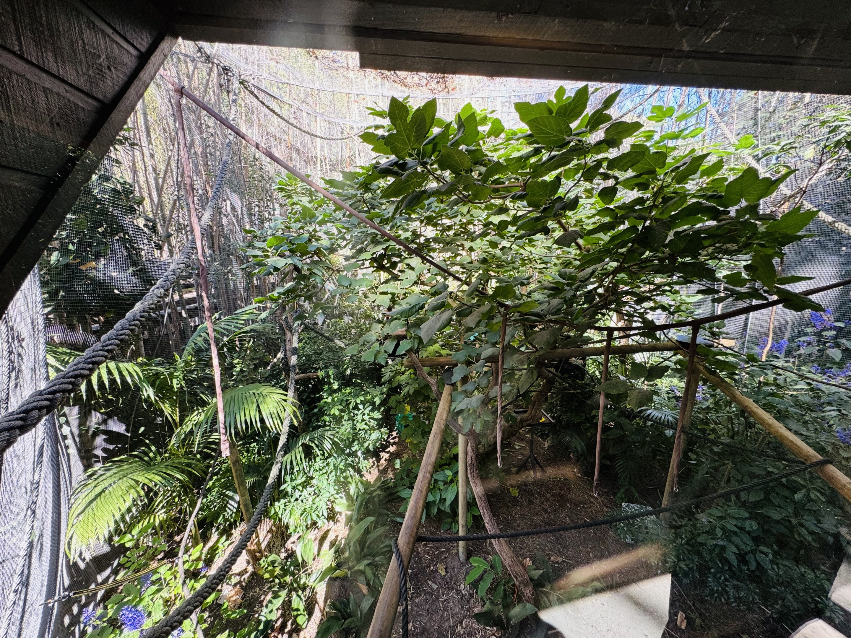 Emperor Tamarin enclosure