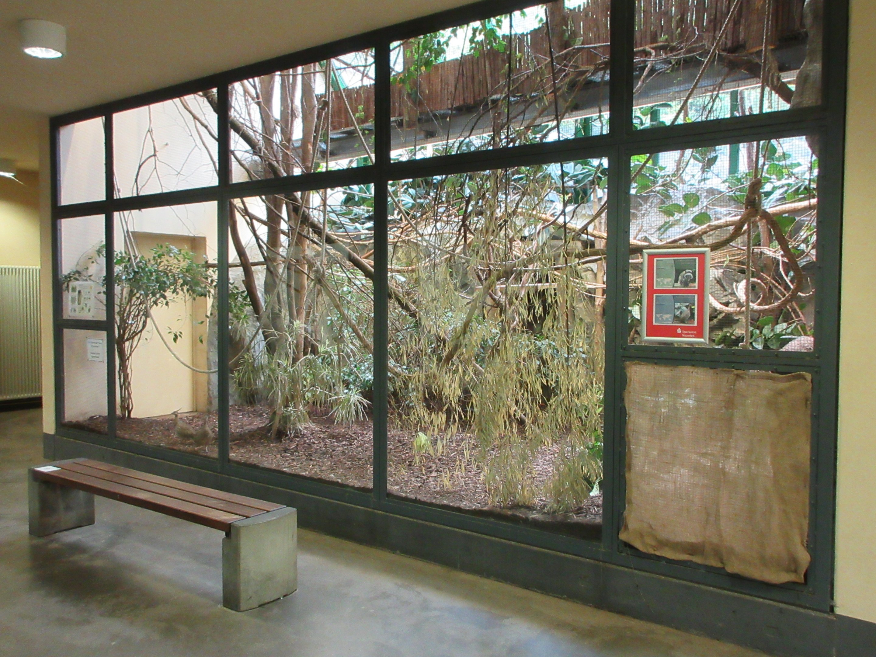 Emperor Tamarin Exhibit #1