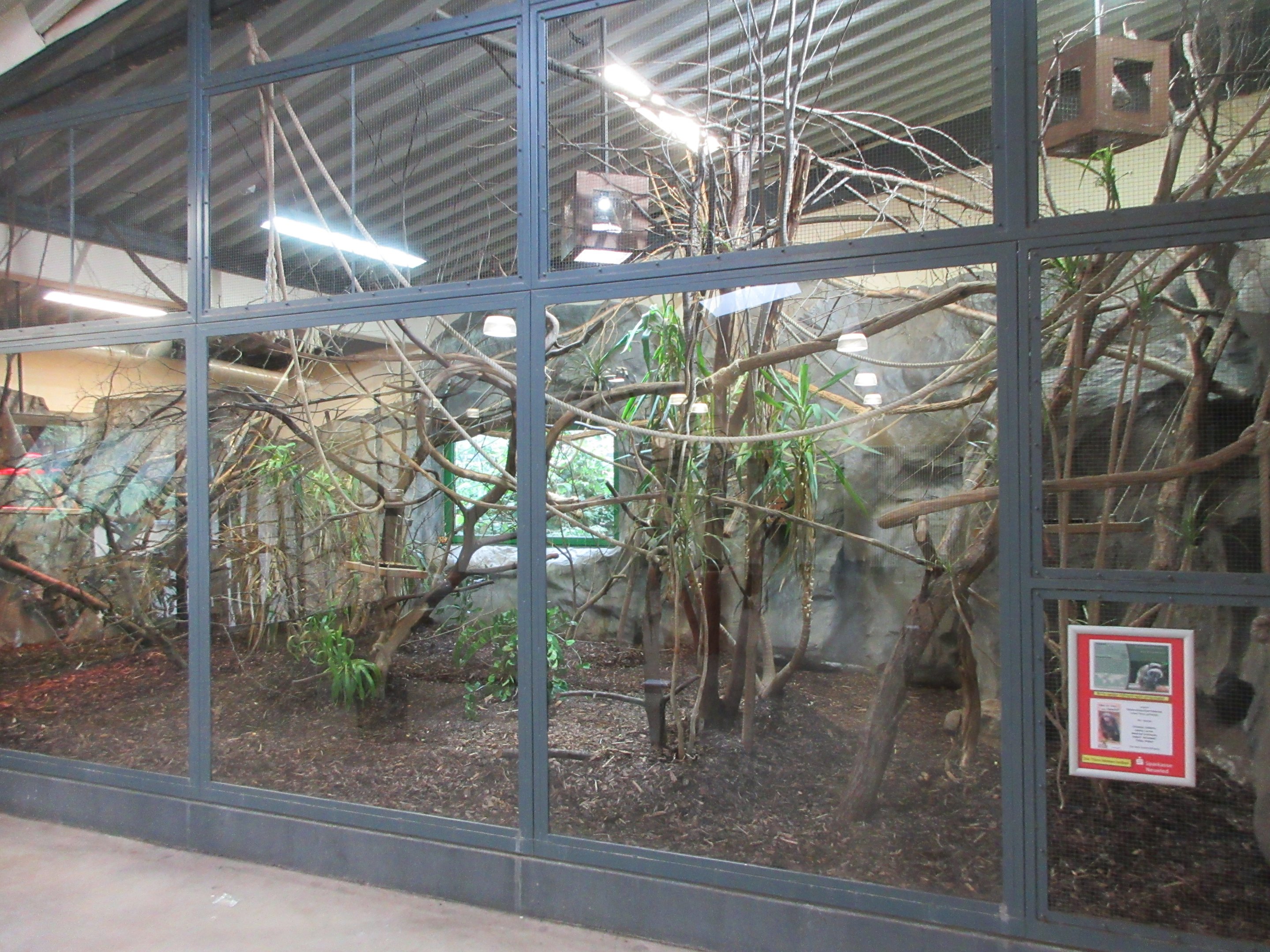 Emperor Tamarin Exhibit #2