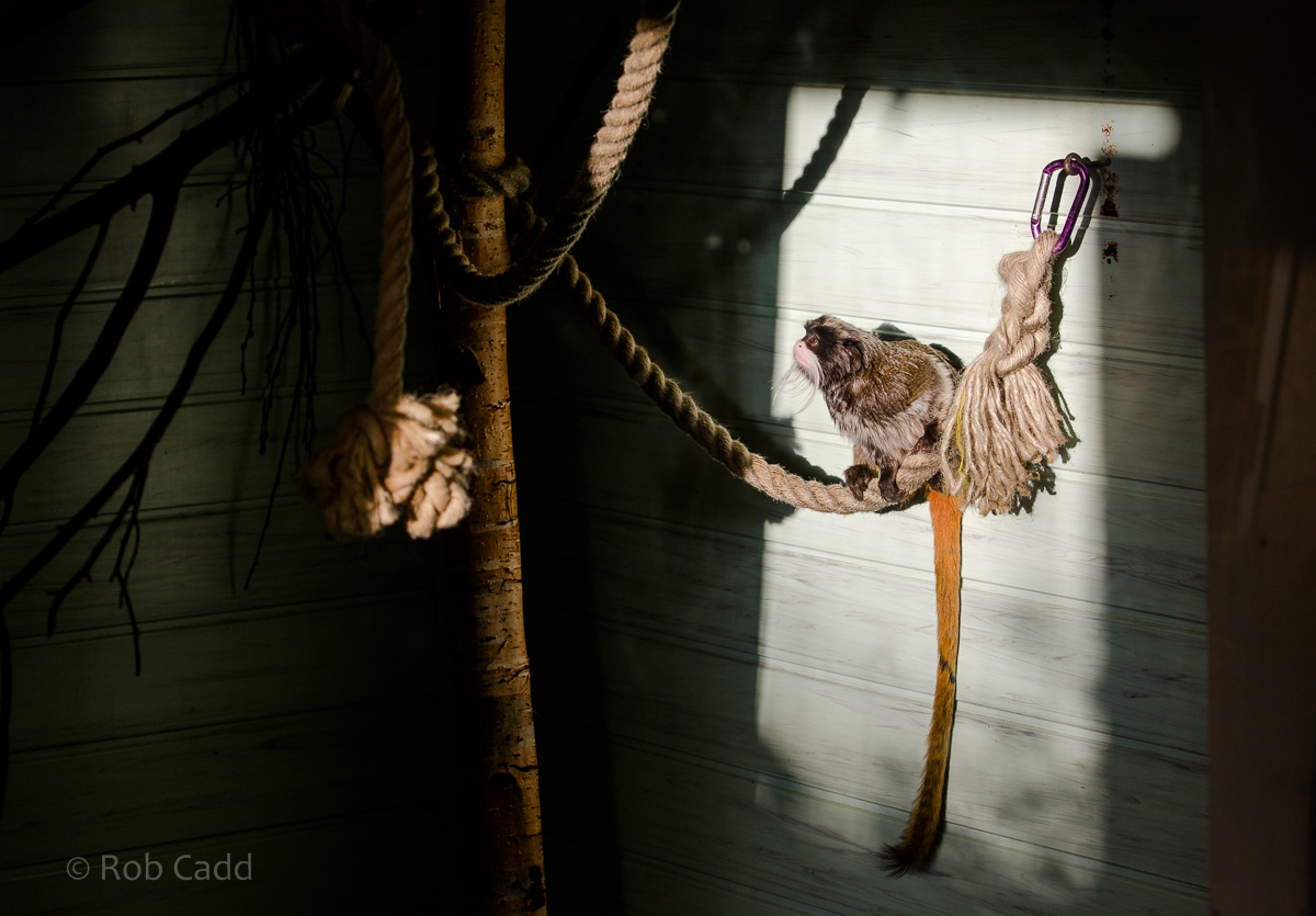 Emperor tamarin (exhibit) : Twycross : 22 Oct 2015