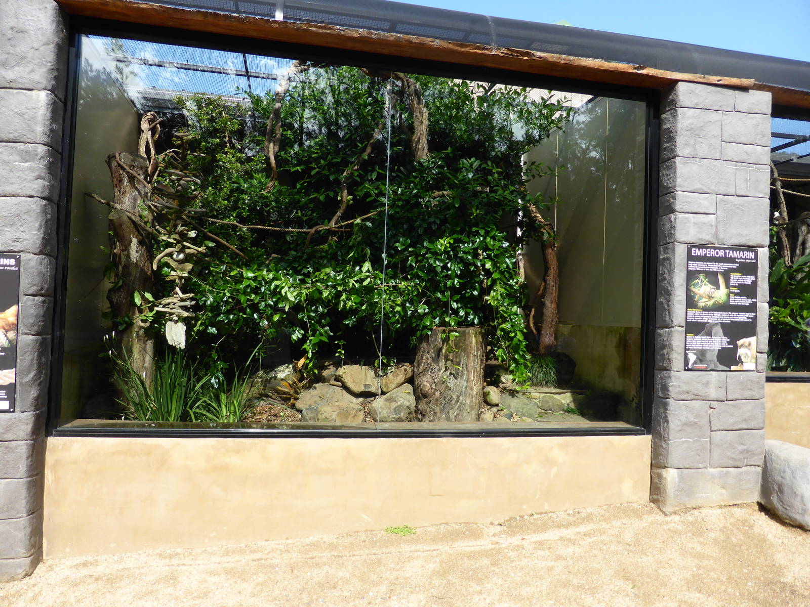 Emperor Tamarin exhibit