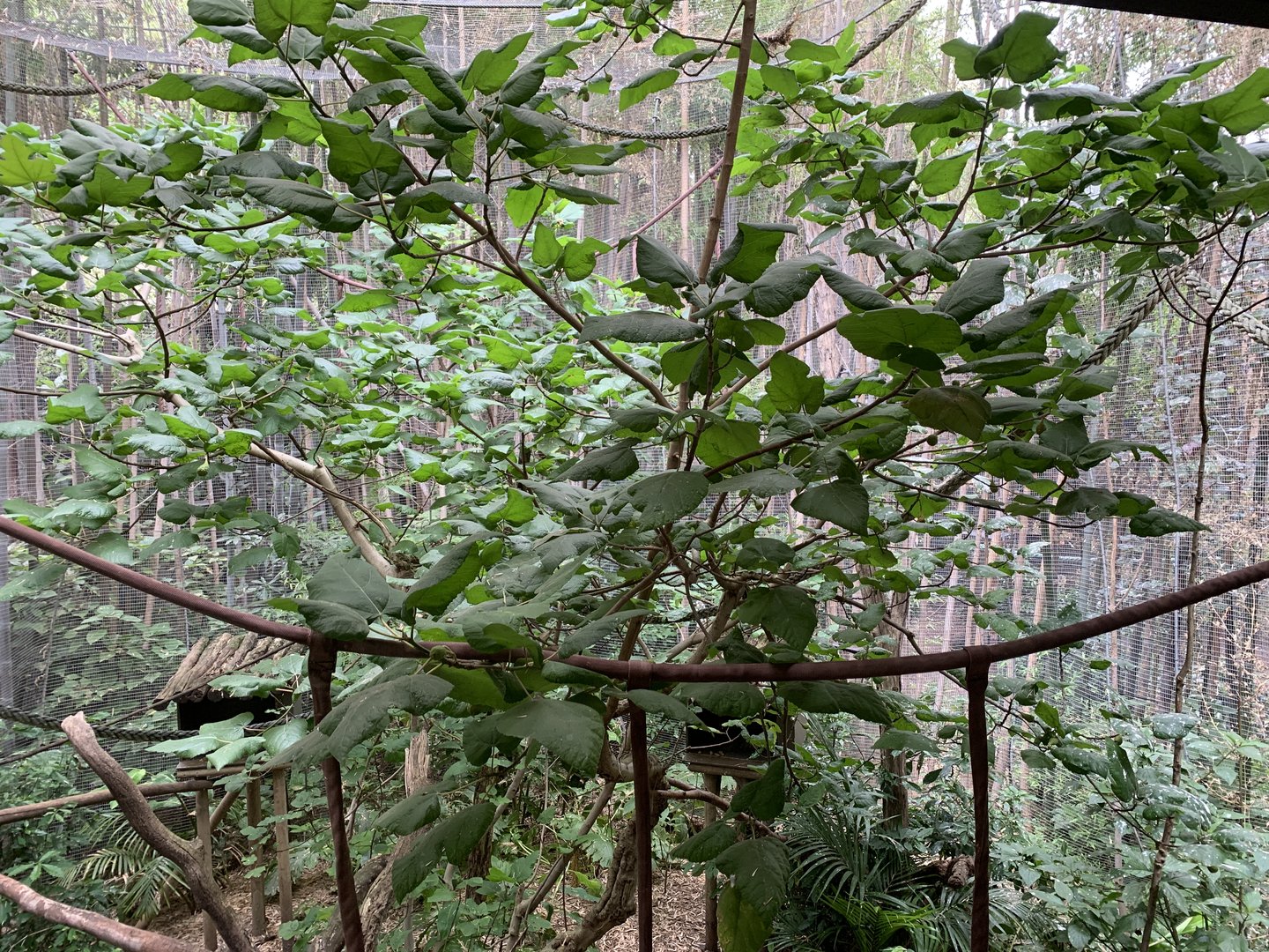 Emperor Tamarin Exhibit