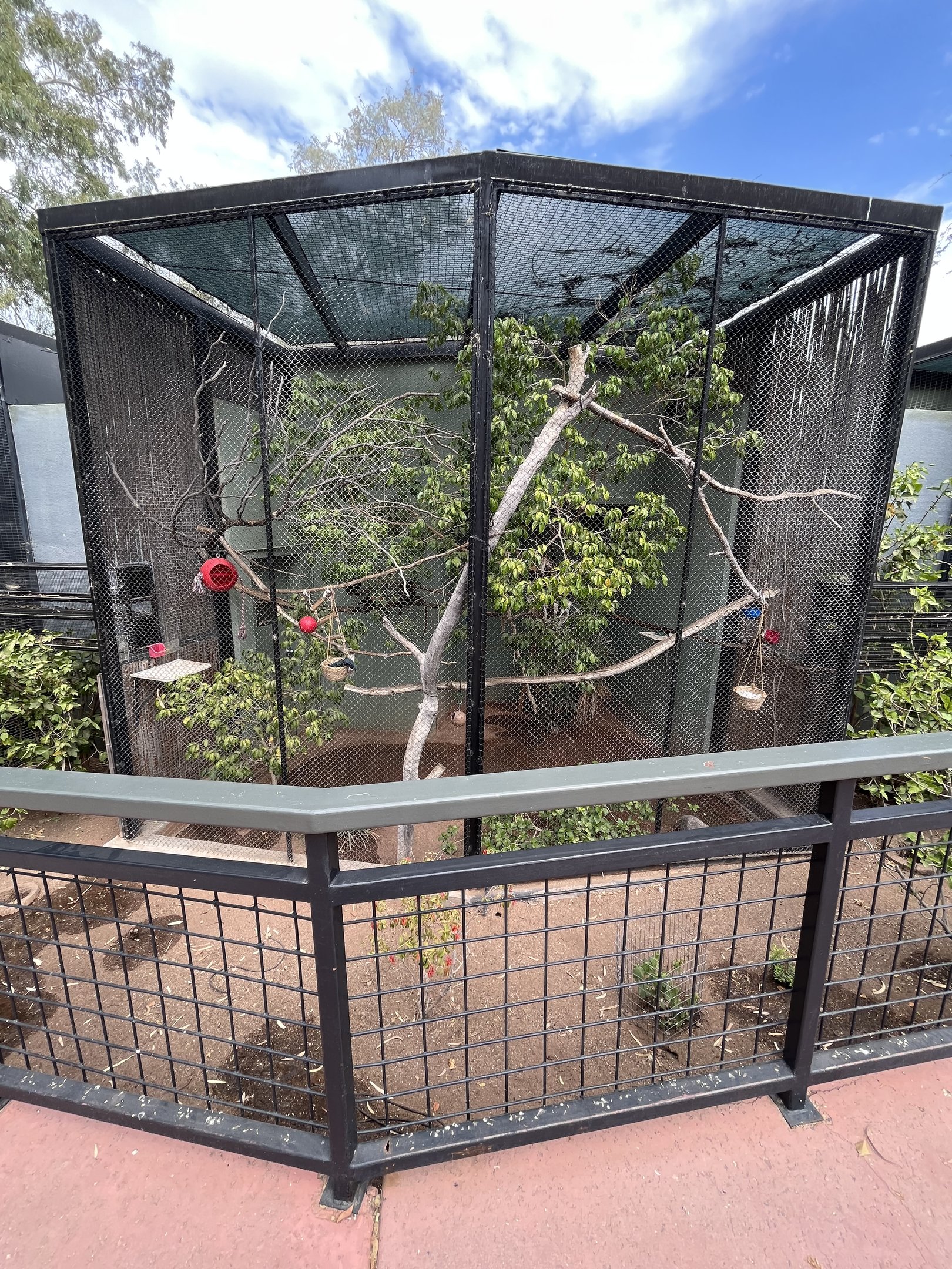 Emperor Tamarin Exhibit