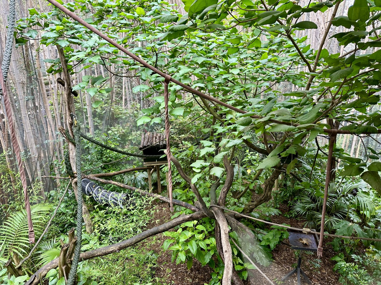 Emperor Tamarin Exhibit