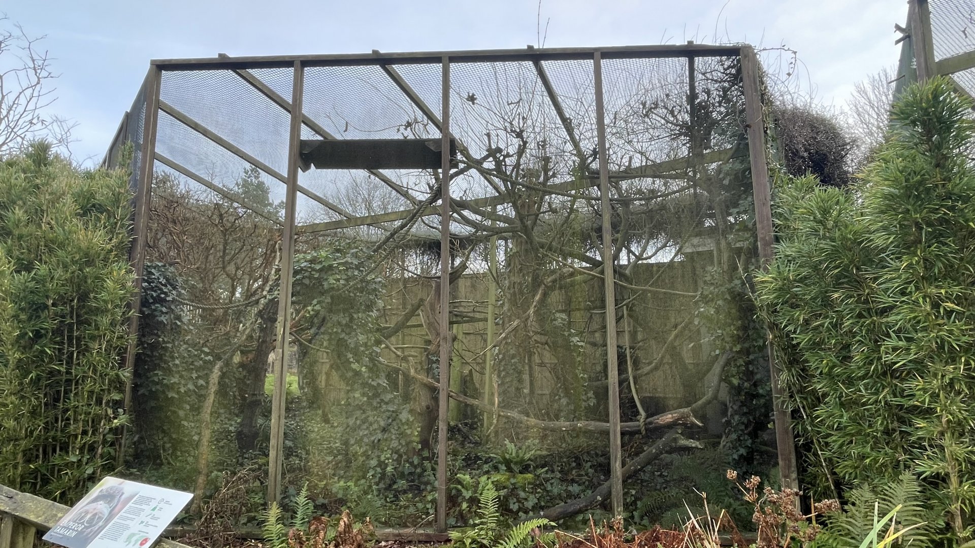 Emperor tamarin exhibit