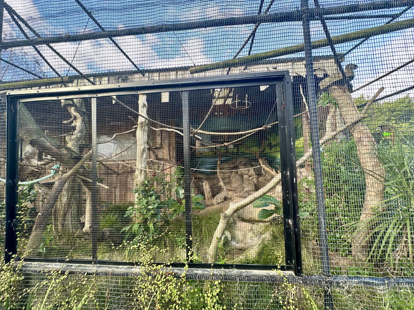 Emperor Tamarin Exhibit