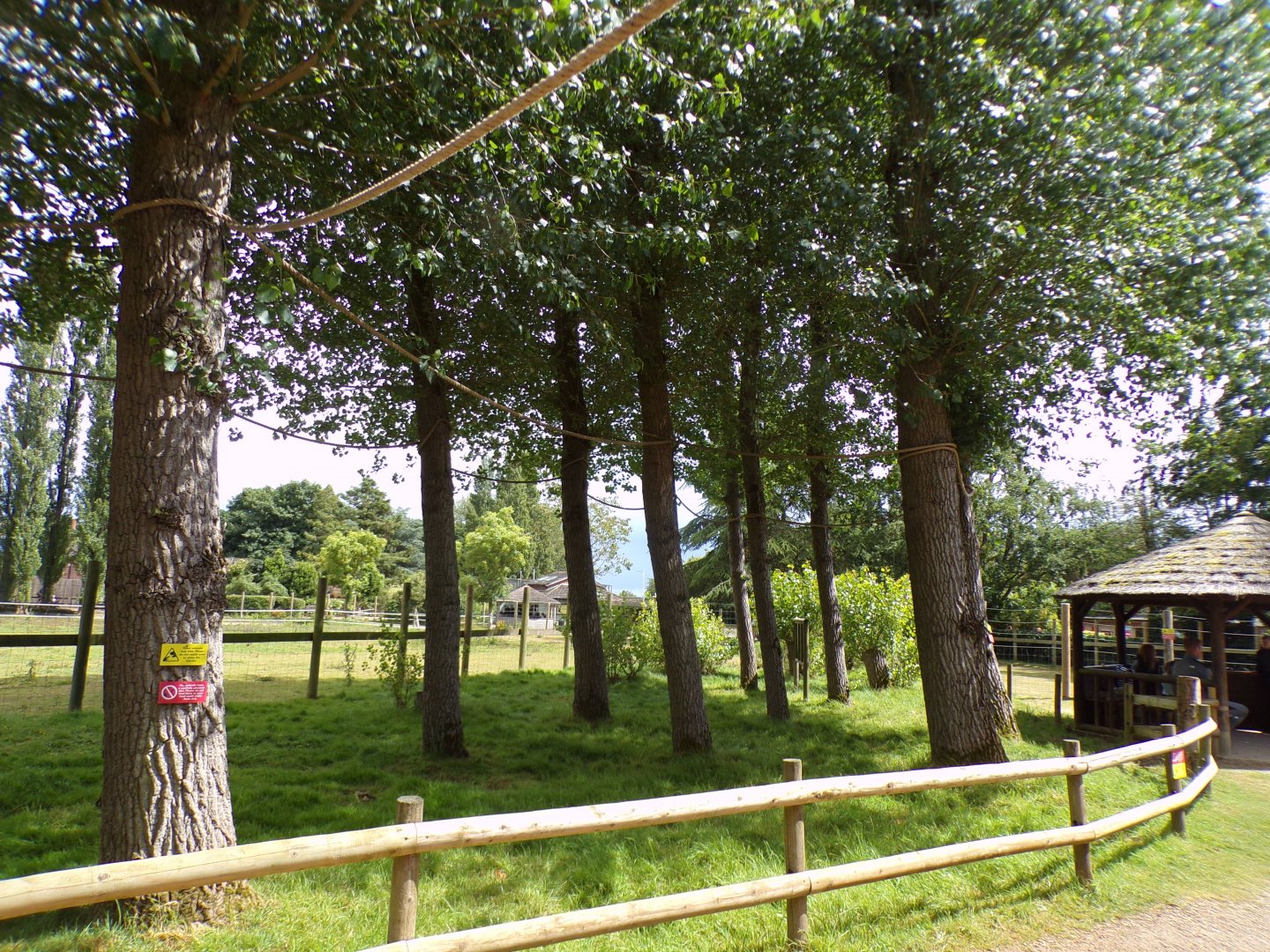 Emperor tamarin freeroaming trees 7.7.24