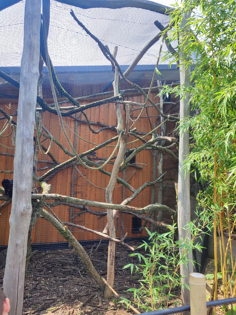 Emperor tamarin, Goeldi's marmoset, Southern tamandua and Guianan bearded saki first enclosure - Artenschutzzentrum Grasleben