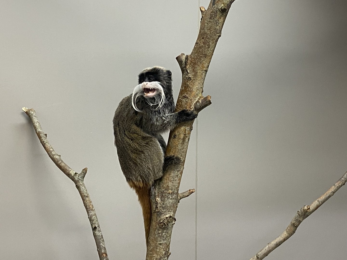 Emperor tamarin image 2