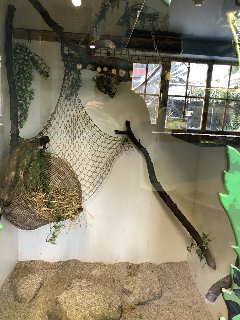 Emperor Tamarin Indoor Enclosure at Tropical Butterfly House (March 2023)