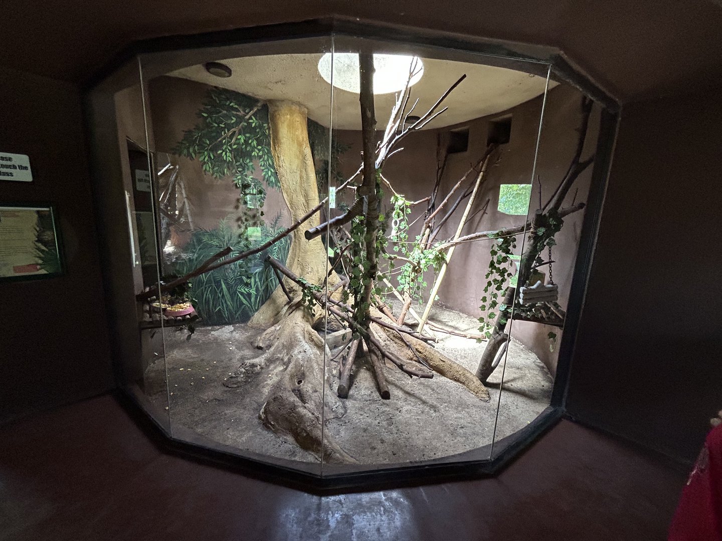 Emperor Tamarin Indoor Enclosure (Saguinus imperator)