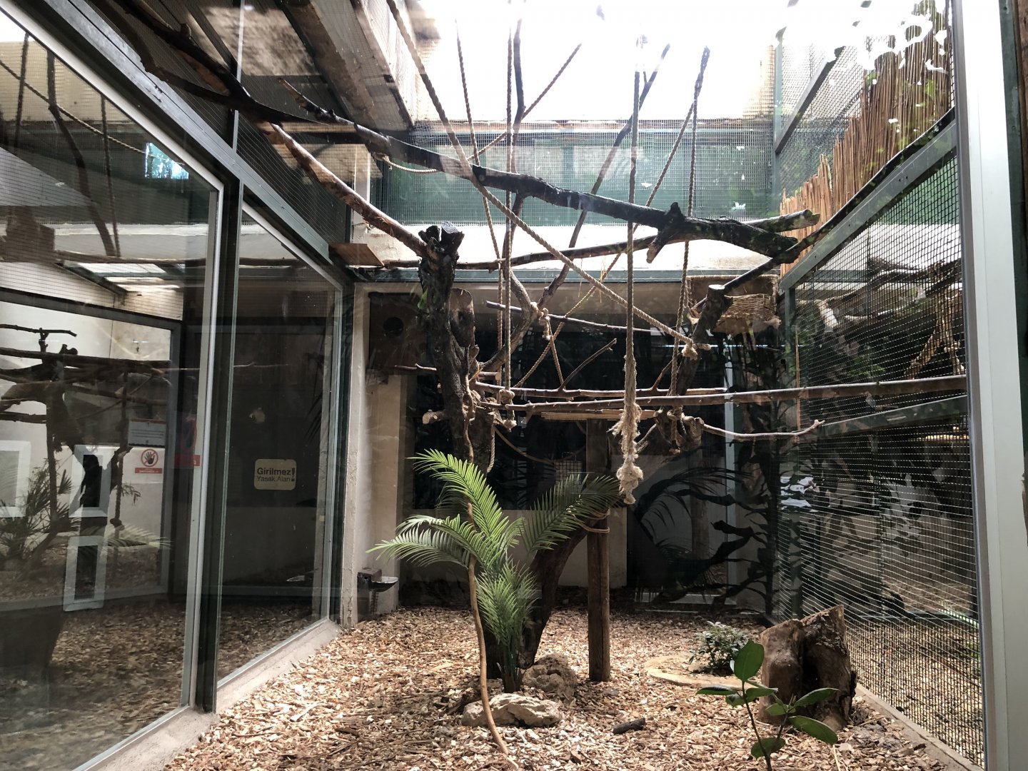 Emperor tamarin indoor exhibit