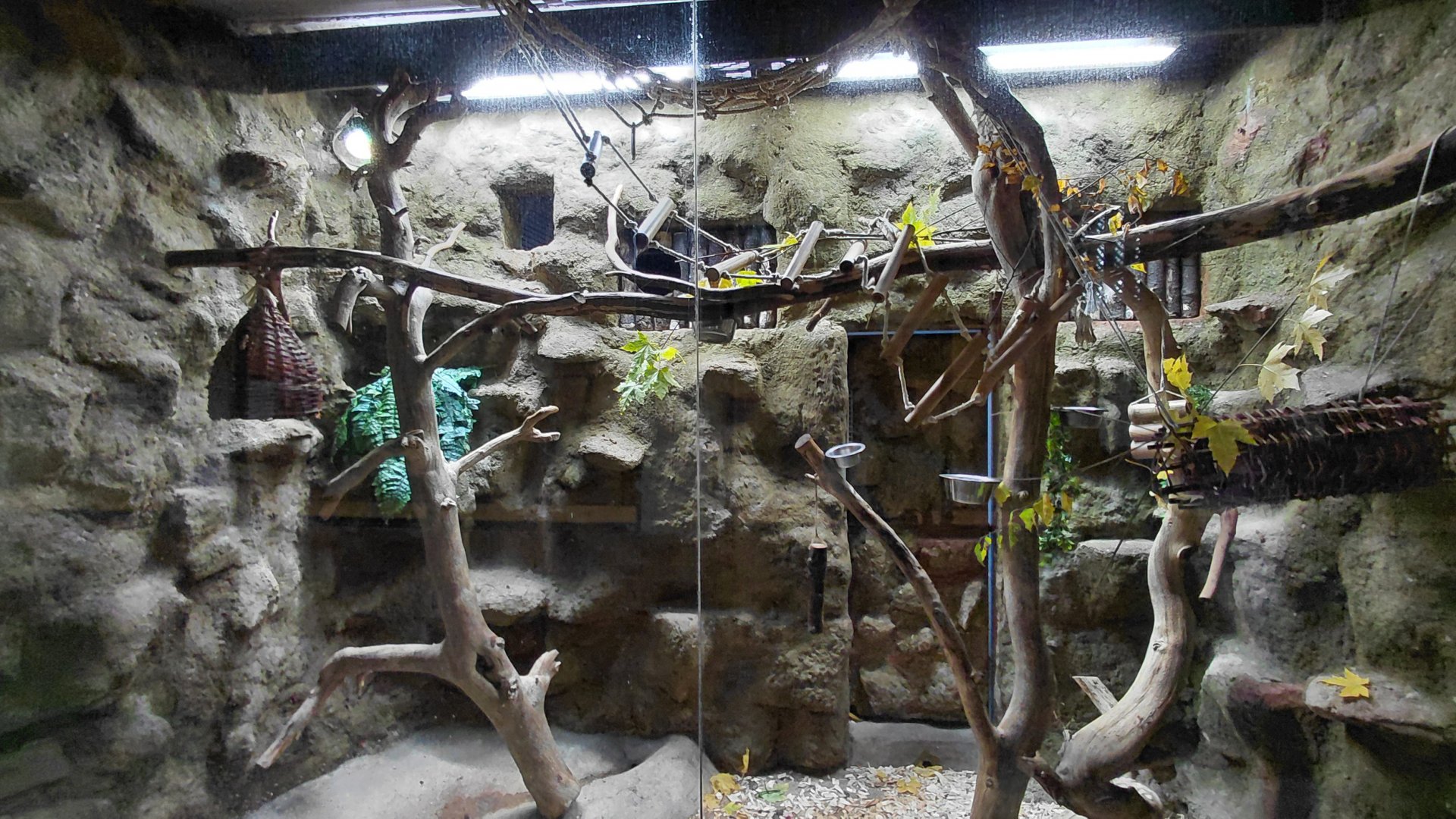 Emperor tamarin indoor exhibit