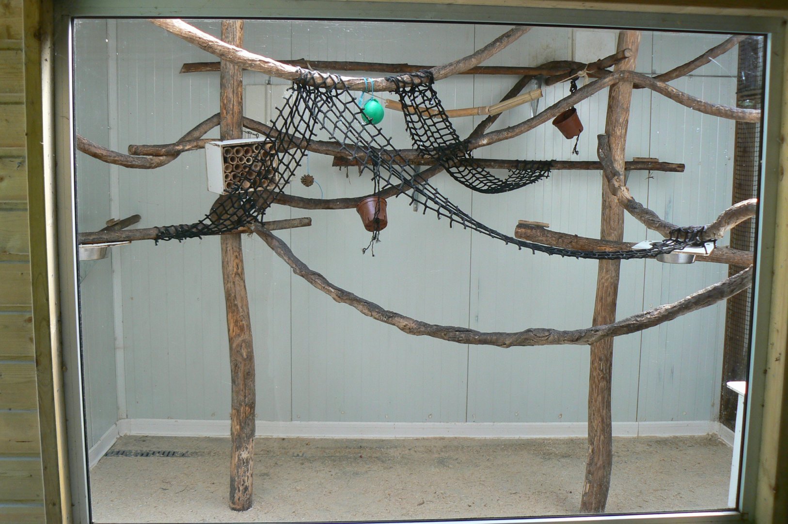 Emperor tamarin indoor