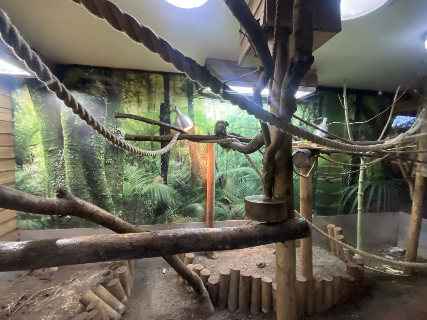 Emperor tamarin indoors 230922