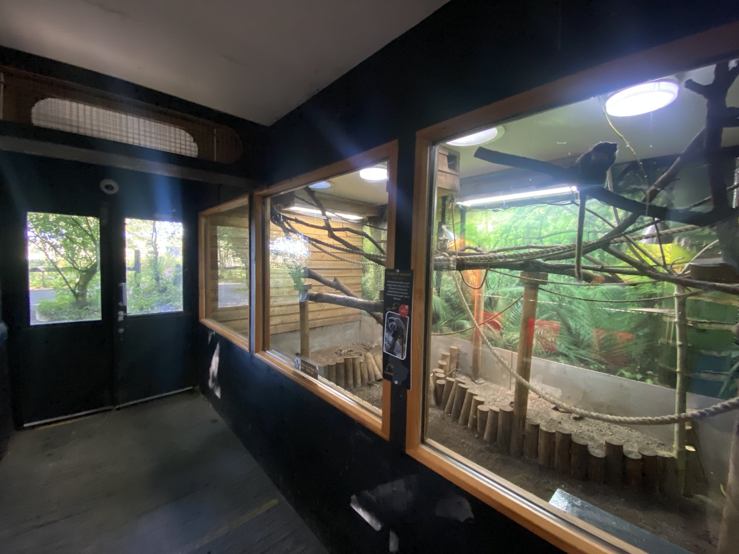 Emperor tamarin indoors 230922