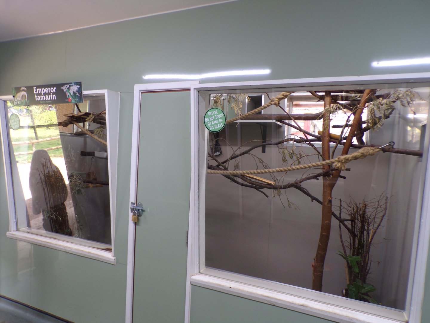 Emperor tamarin indoors 7.7.24