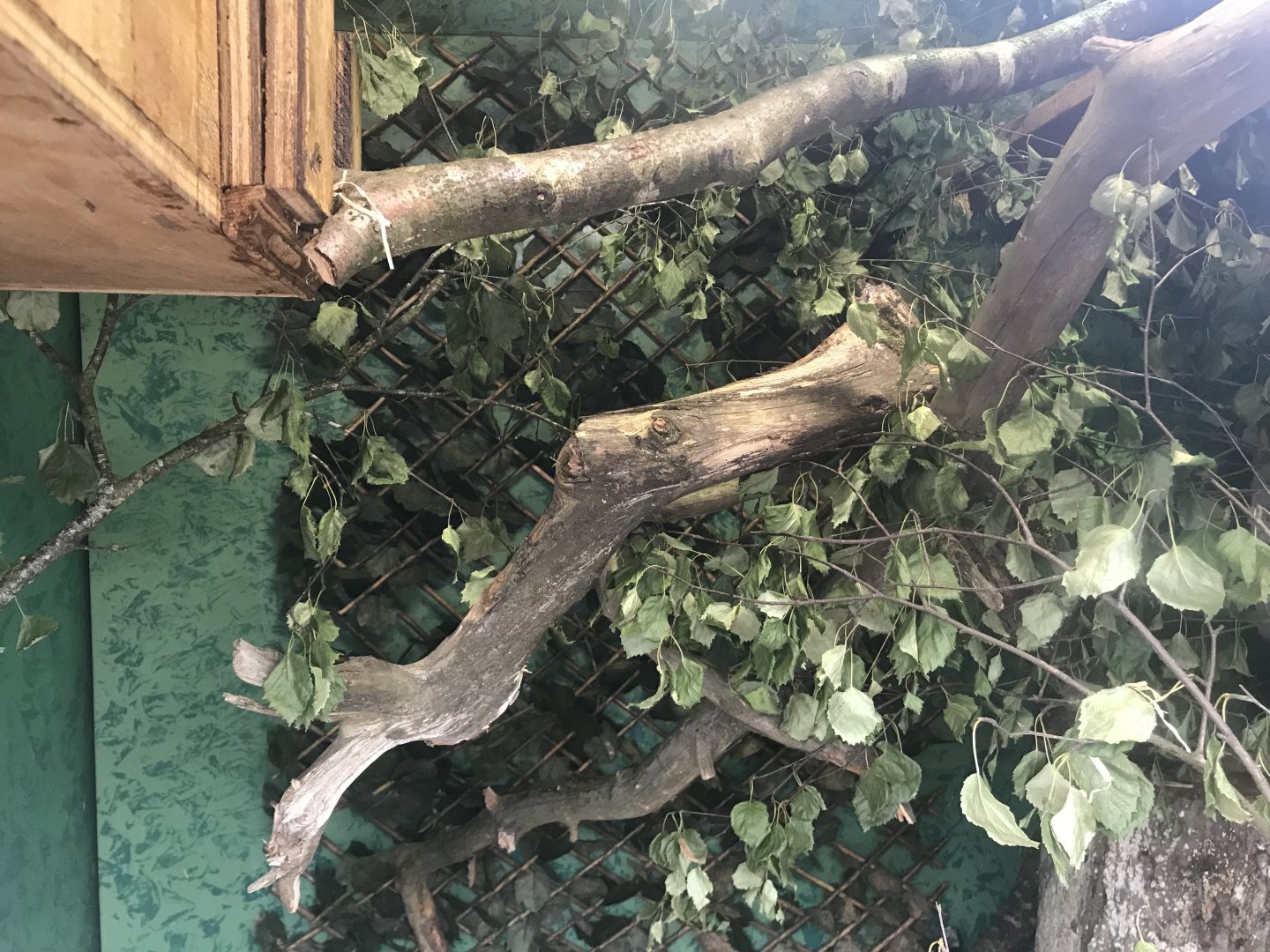 Emperor tamarin indoors