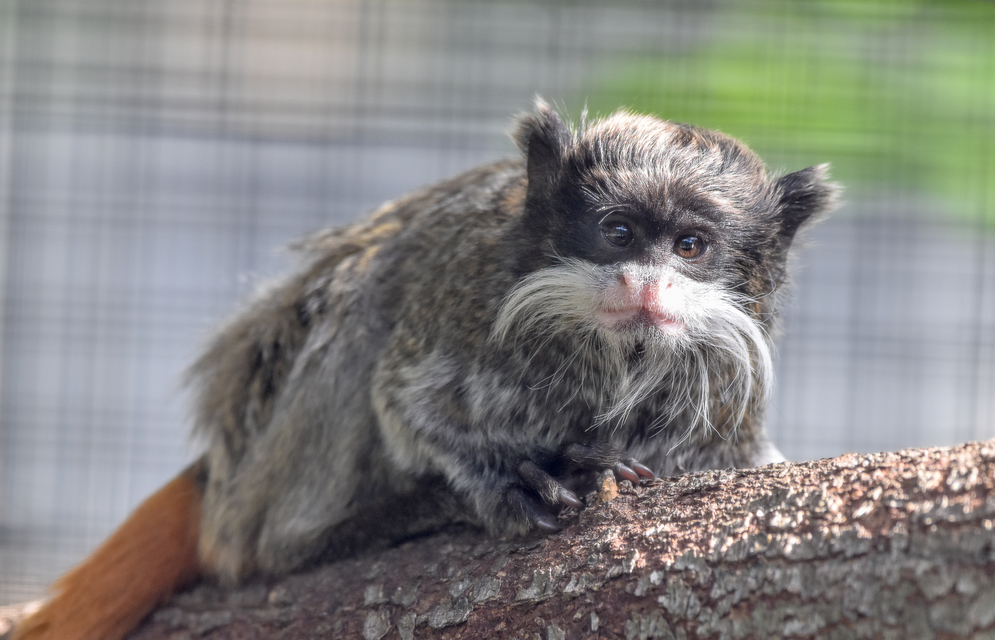 Emperor Tamarin infant