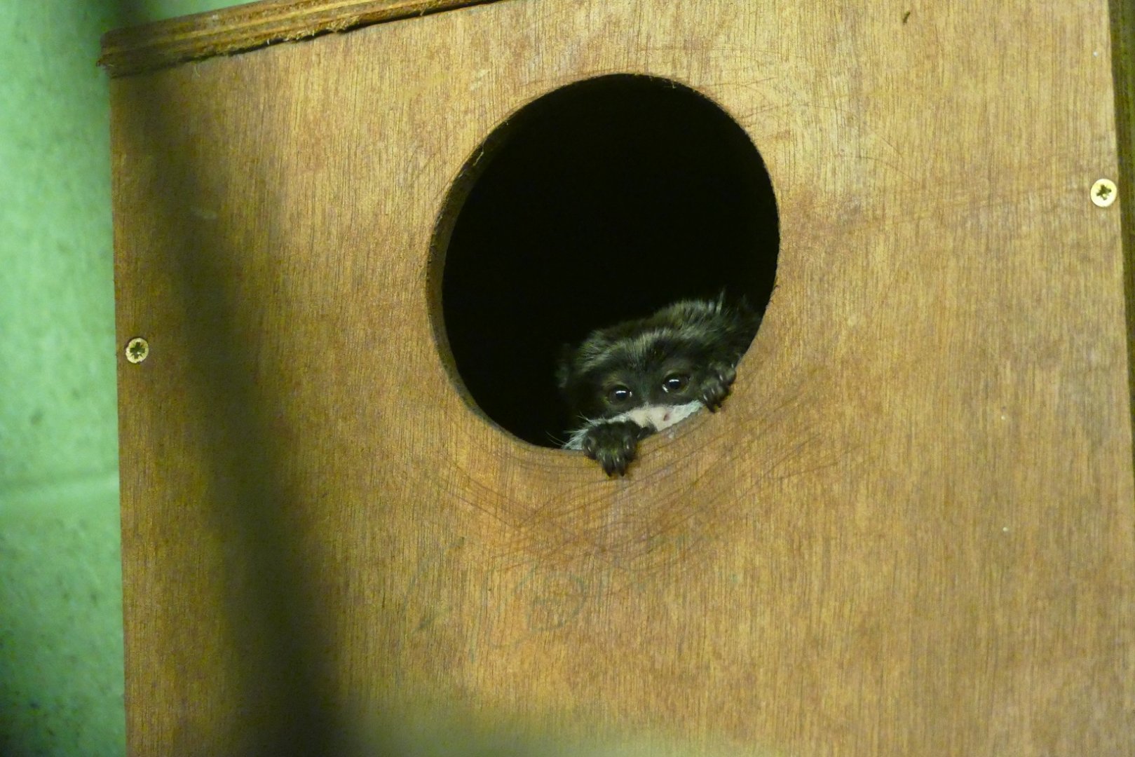 Emperor tamarin, July 2019