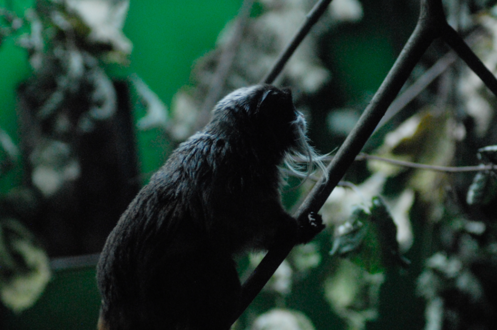 Emperor Tamarin - Marwell 2021