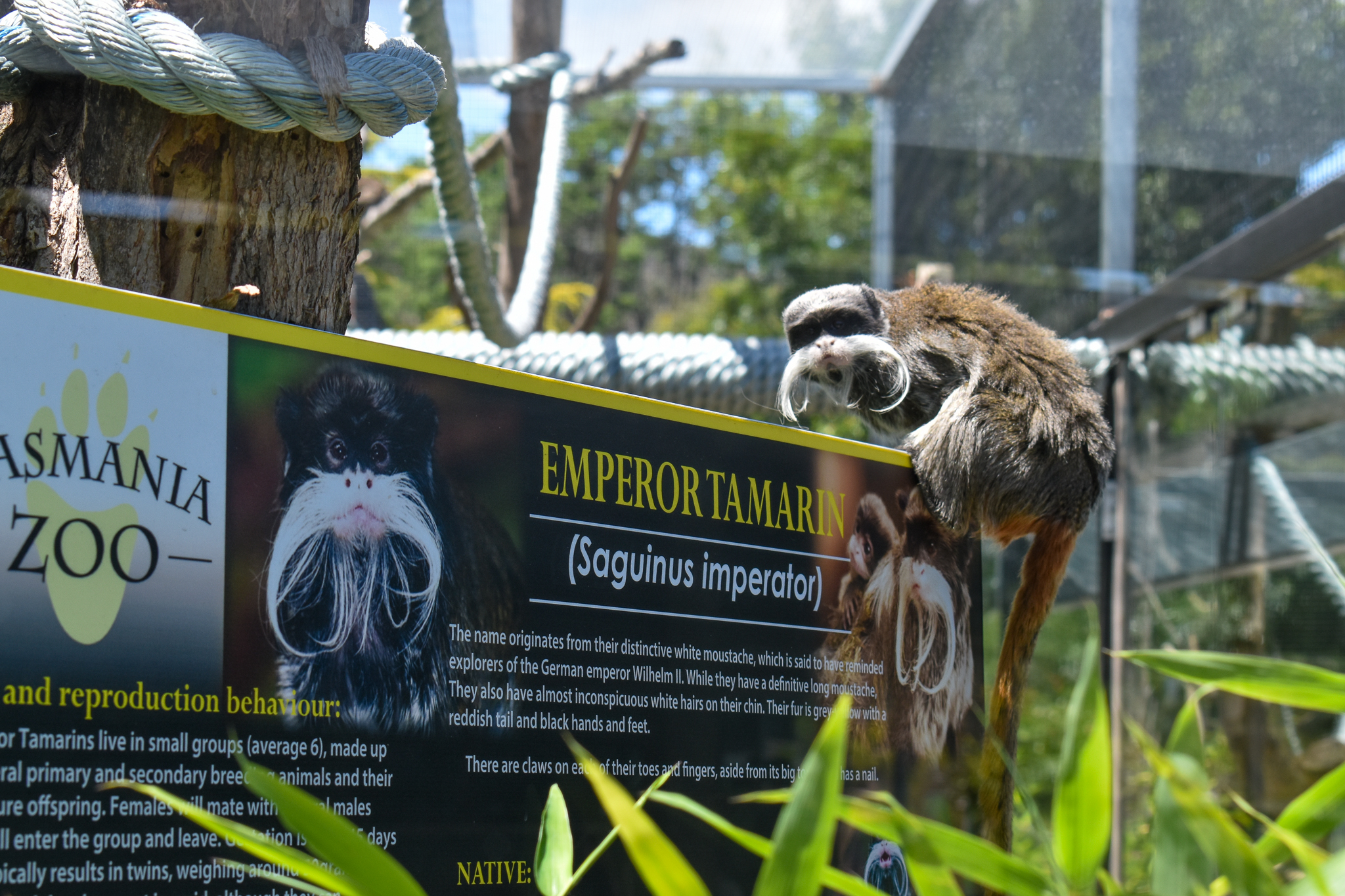 Emperor Tamarin on signage
