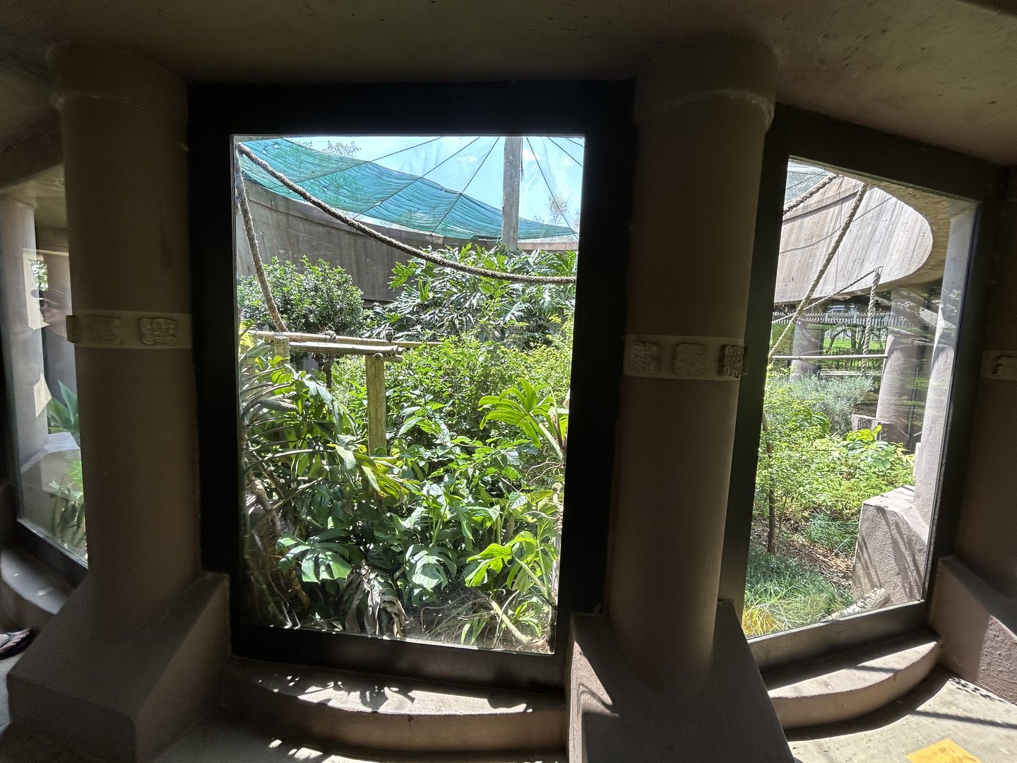 Emperor Tamarin Outdoor Enclosure (Saguinus imperator)