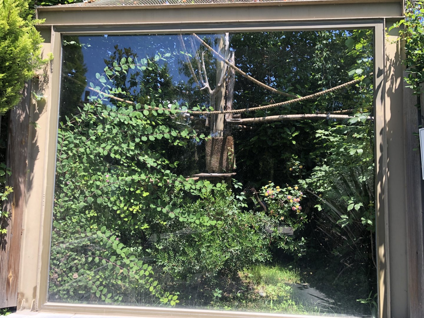 Emperor tamarin outdoor exhibit