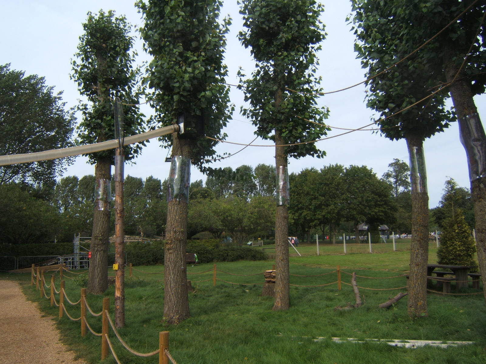 Emperor Tamarin outdoor tree enclosure