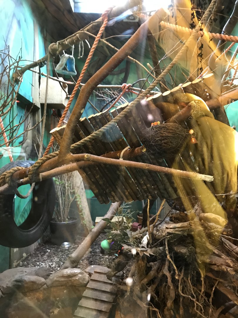 Emperor tamarin, pygmy marmoset enclosure (mixed with armadillo)