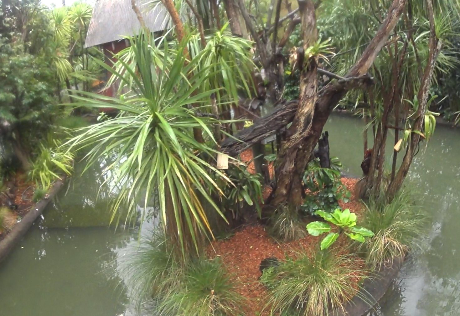 Emperor Tamarin+Pygmy Marmoset enclosure