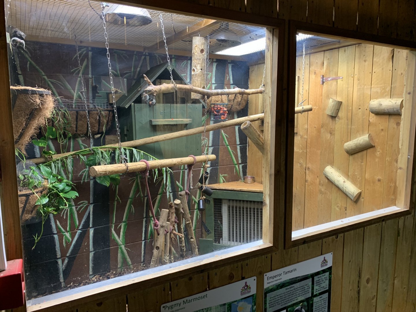 Emperor Tamarin / Pygmy Marmoset Indoor Enclosure at Northumberland College Zoo (2020)