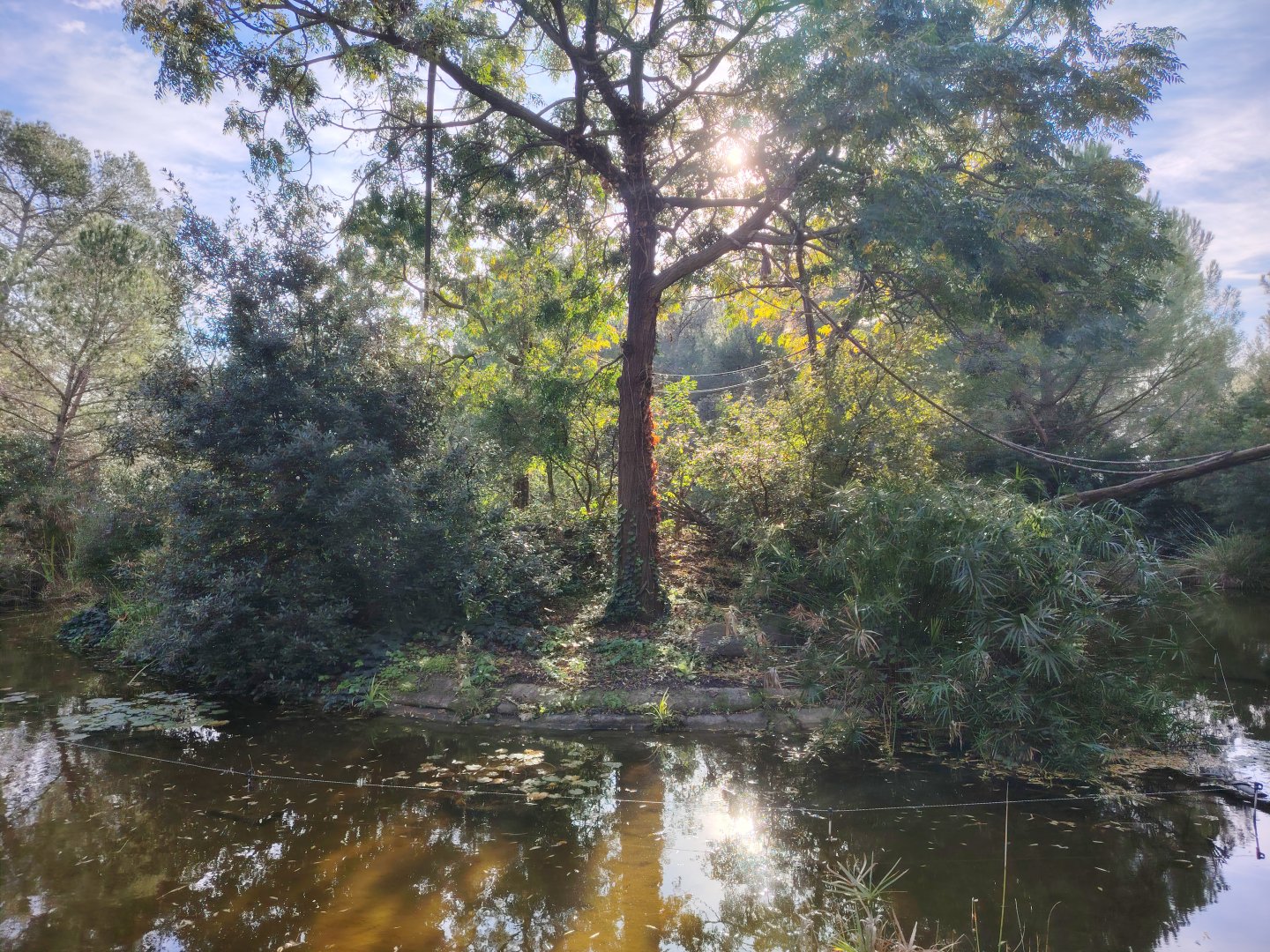 Emperor Tamarin (Saguinus imperator) & Brazilian Porcupine (Coendou prehensilis) Island