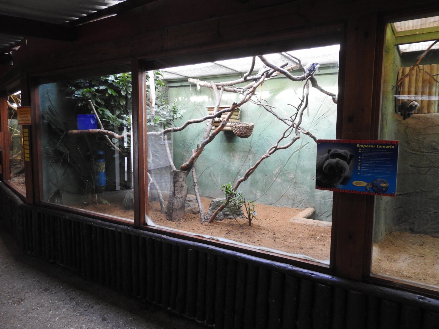 Emperor Tamarin (Saguinus imperator) Enclosure