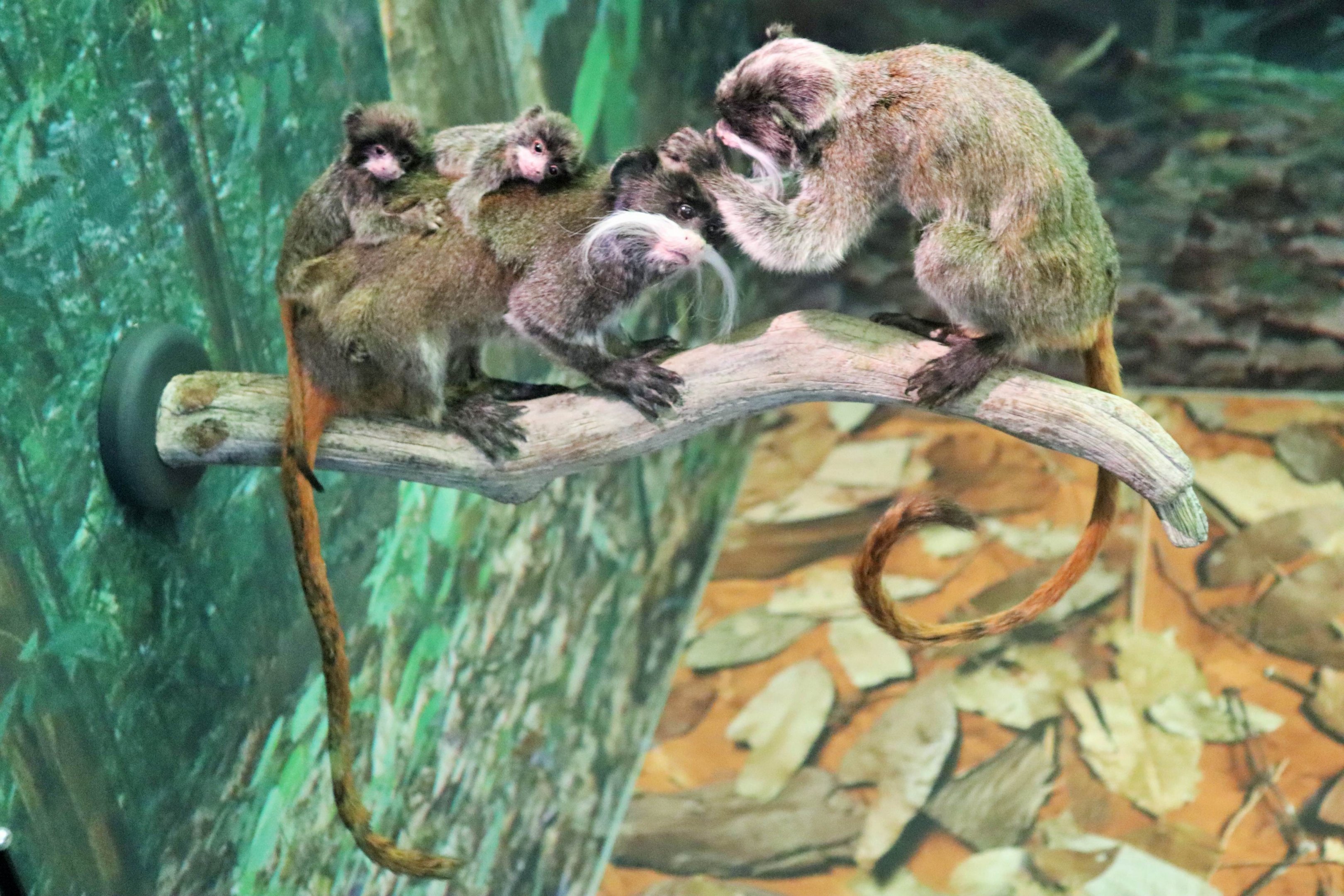 Emperor Tamarin (Saguinus imperator subgrisecens)