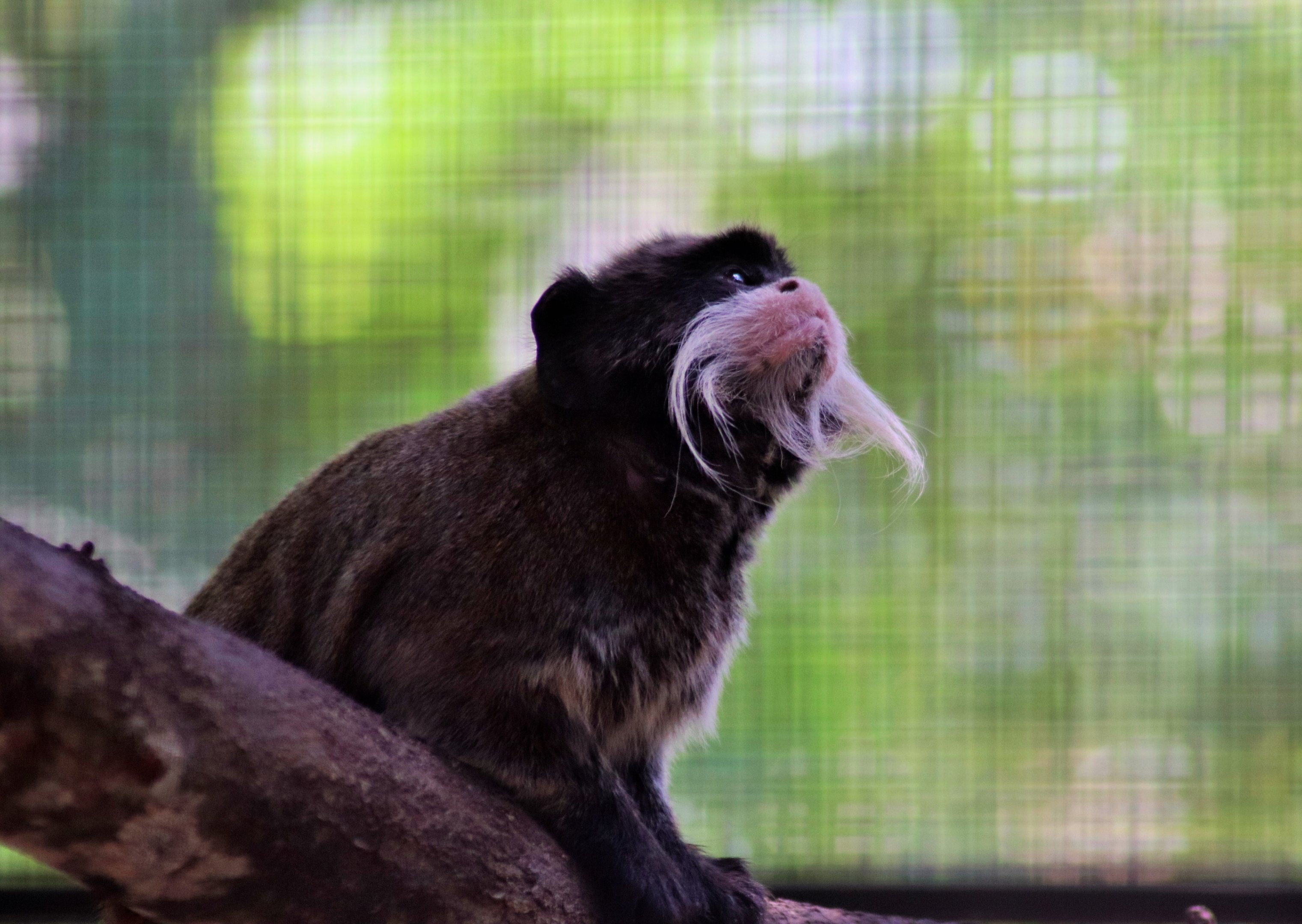Emperor Tamarin (Saguinus imperator subgrisecens)