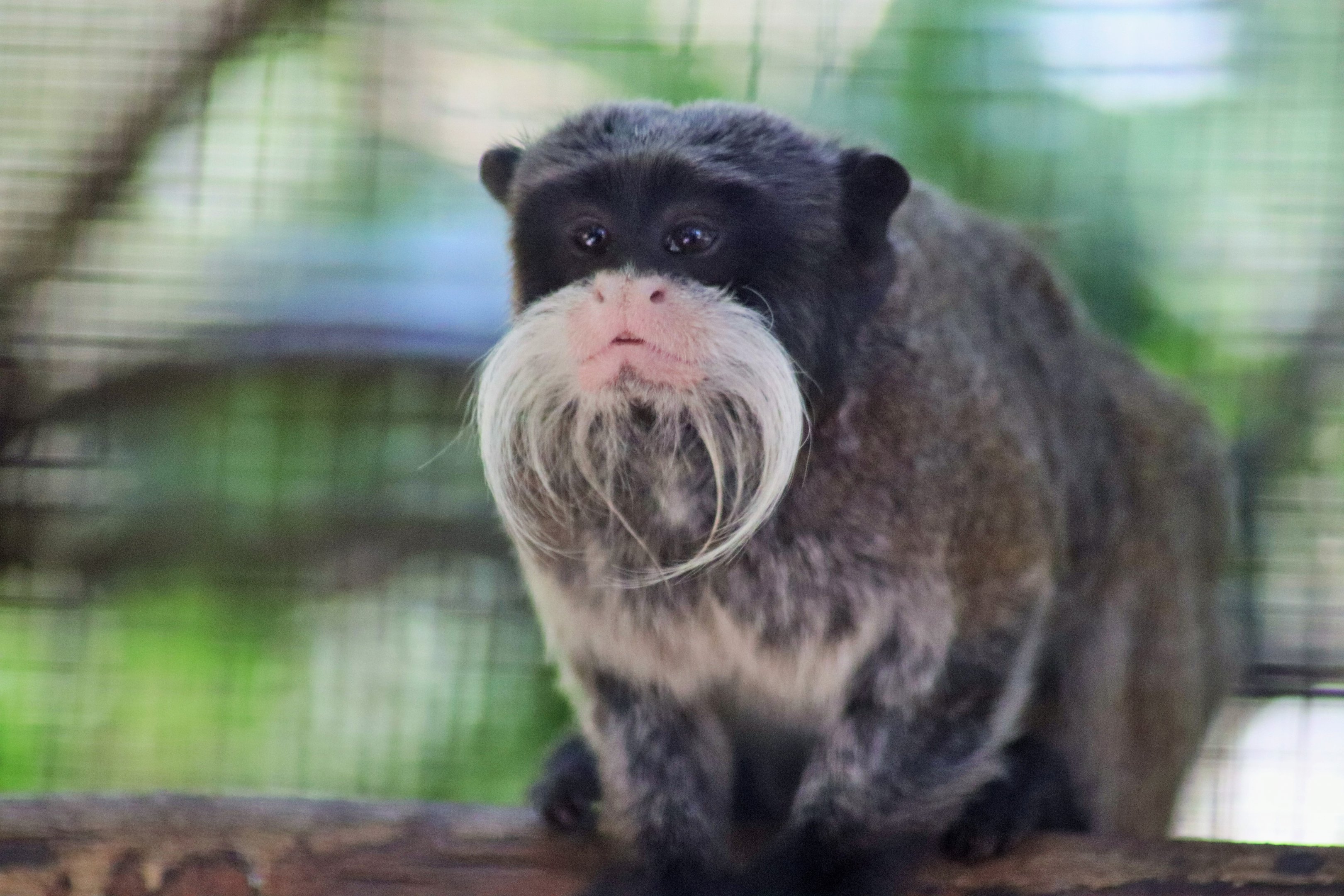 Emperor Tamarin (Saguinus imperator subgrisecens)