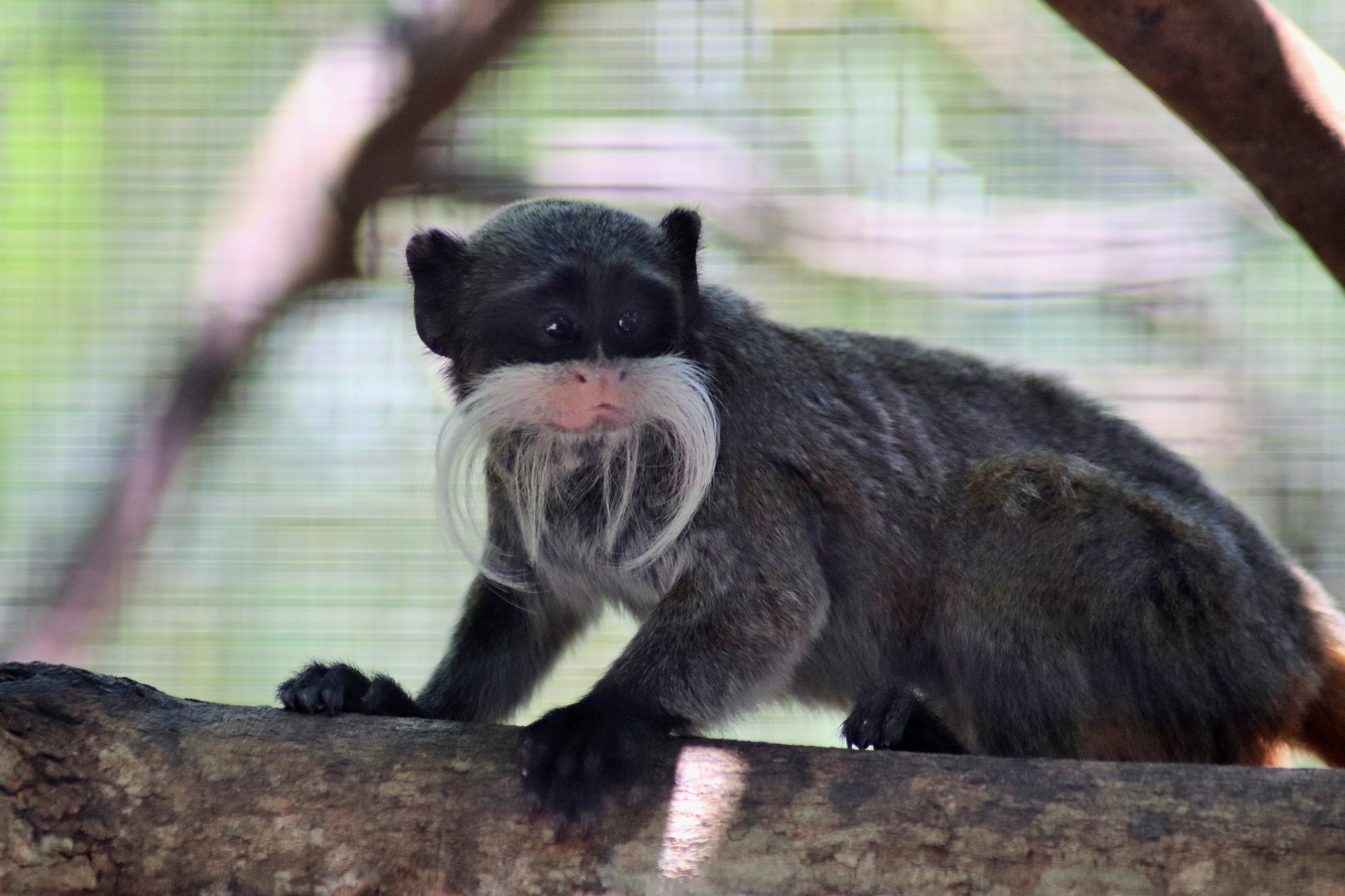Emperor Tamarin (Saguinus imperator subgrisecens)