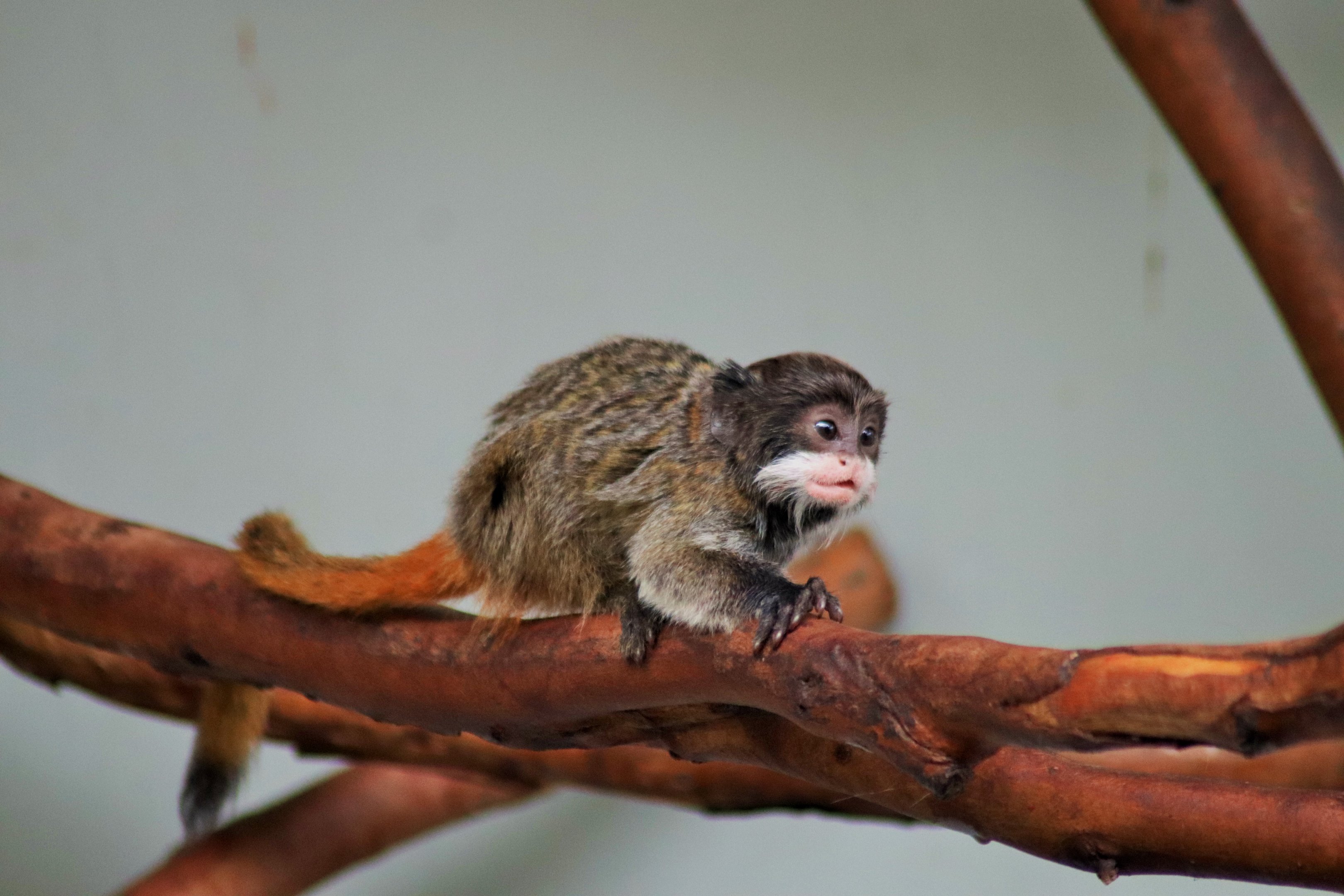 Emperor Tamarin (Saguinus imperator subgrisecens)
