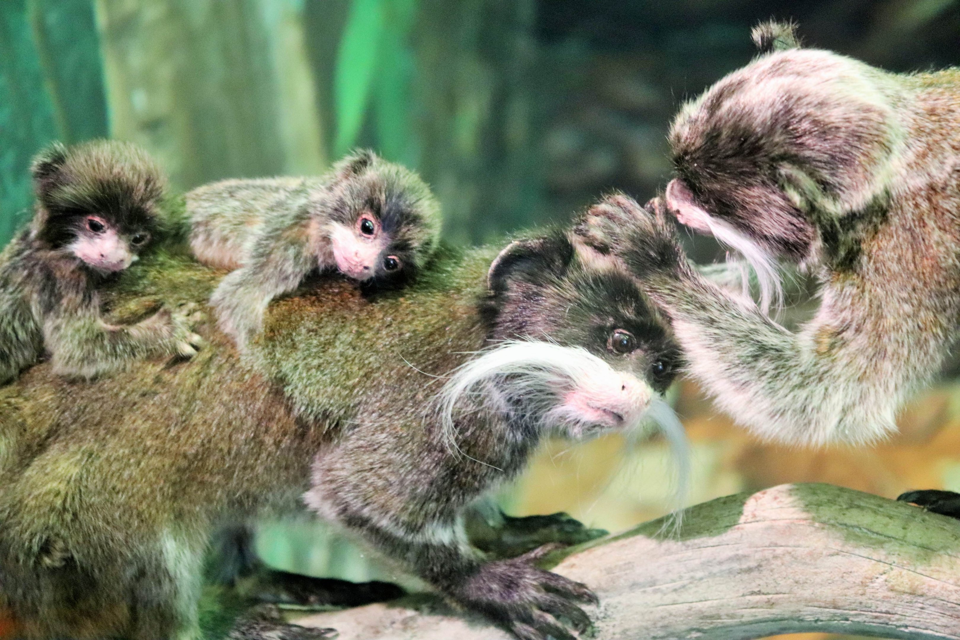 Emperor Tamarin (Saguinus imperator subgrisescens)