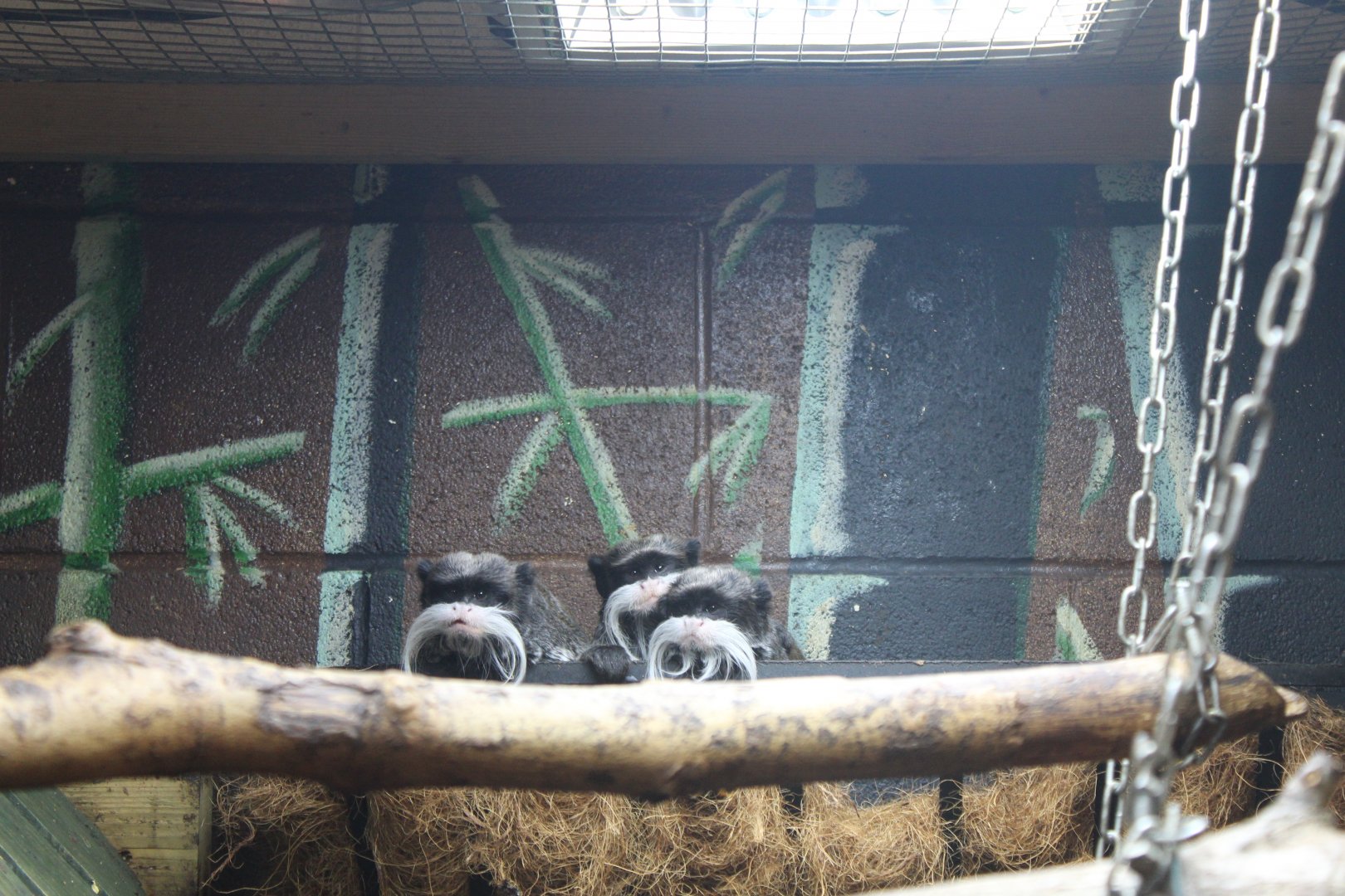 Emperor tamarin (Saguinus imperator subgrisescens)