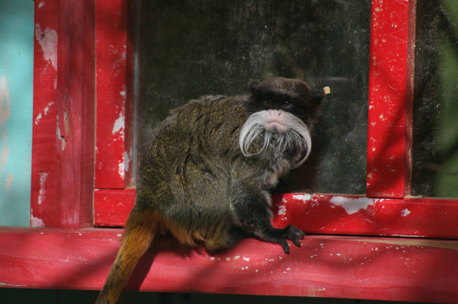Emperor tamarin (Saguinus imperator)