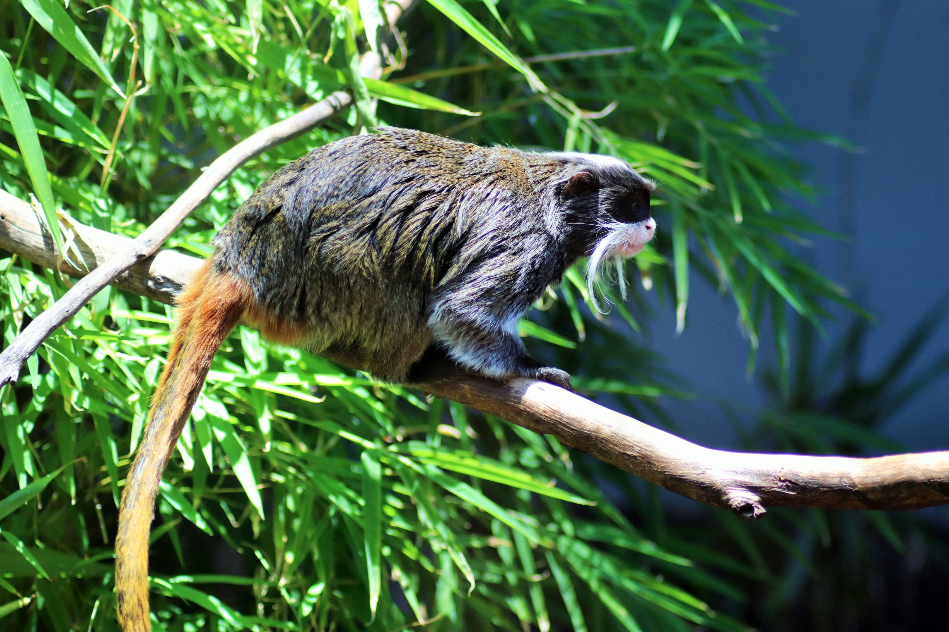 Emperor Tamarin (Saguinus imperator)