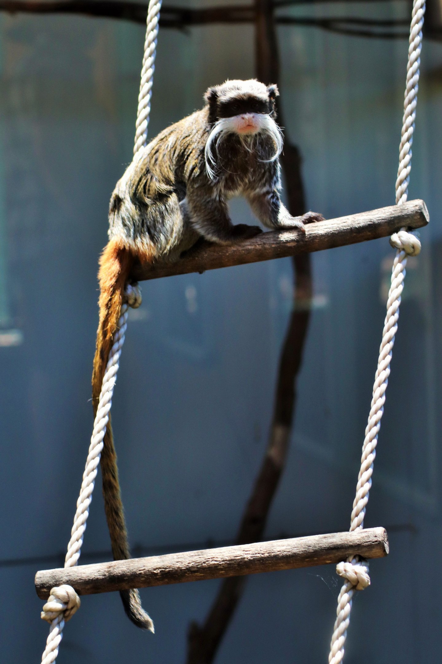 Emperor Tamarin (Saguinus imperator)